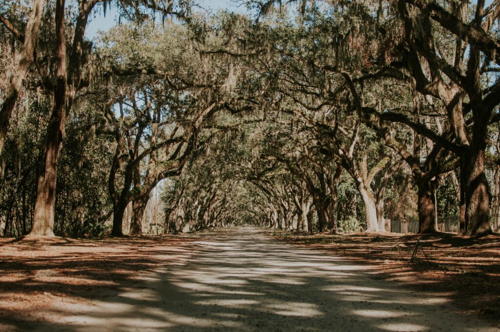 Savannah in fall