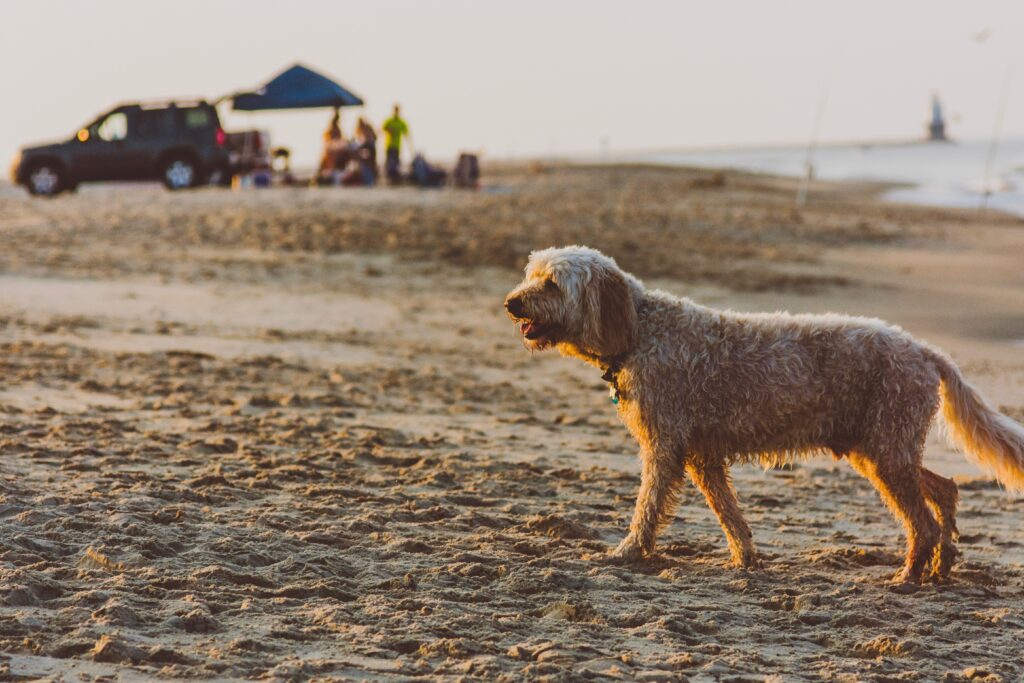 Rehoboth Beach, DE