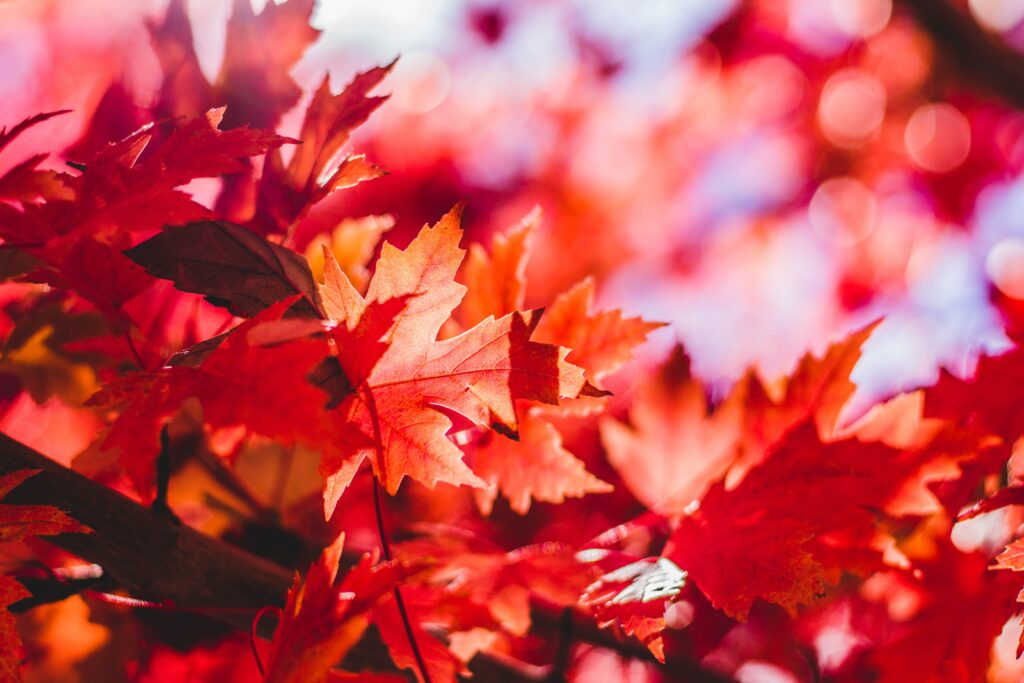 Leaf peeping FAQs