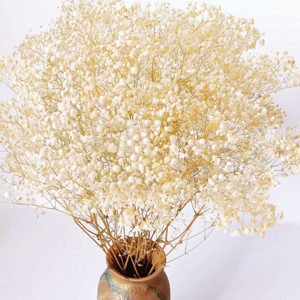 Dried Baby's Breath Flowers